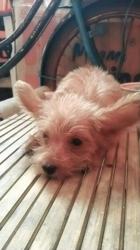 anak anjing mix schaunzer x poodle