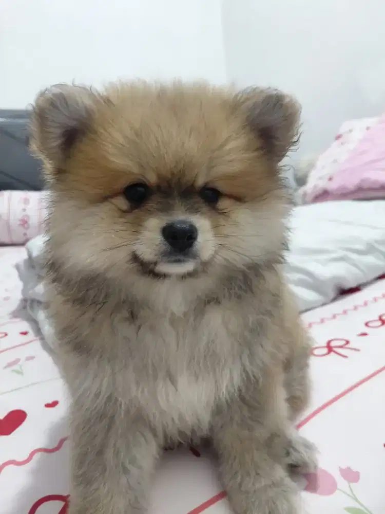 pomeranian betina