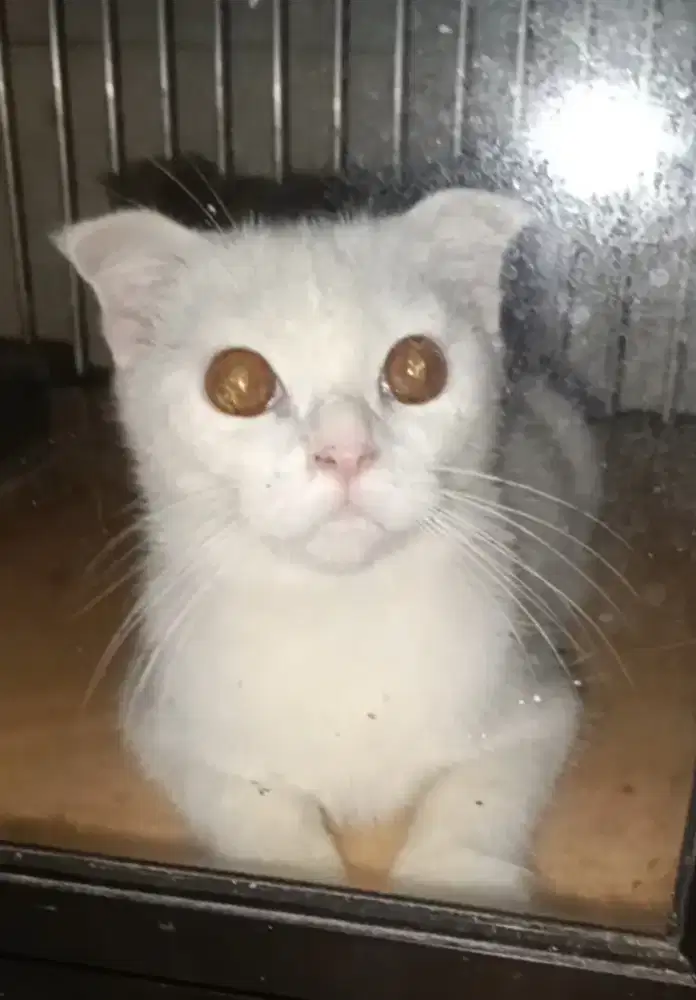 Lepas Adopt Scottish Fold