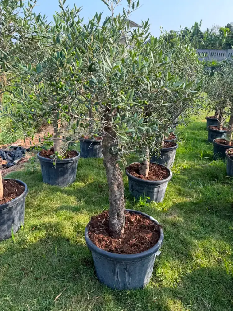 Pohon olive tree / pohon zaitun