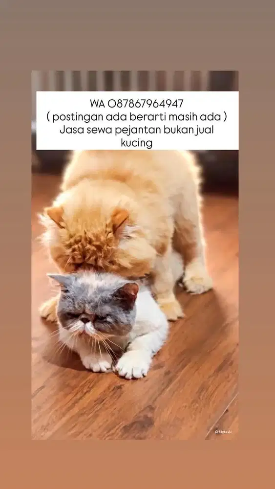 Pacak / sewa jantan peaknose