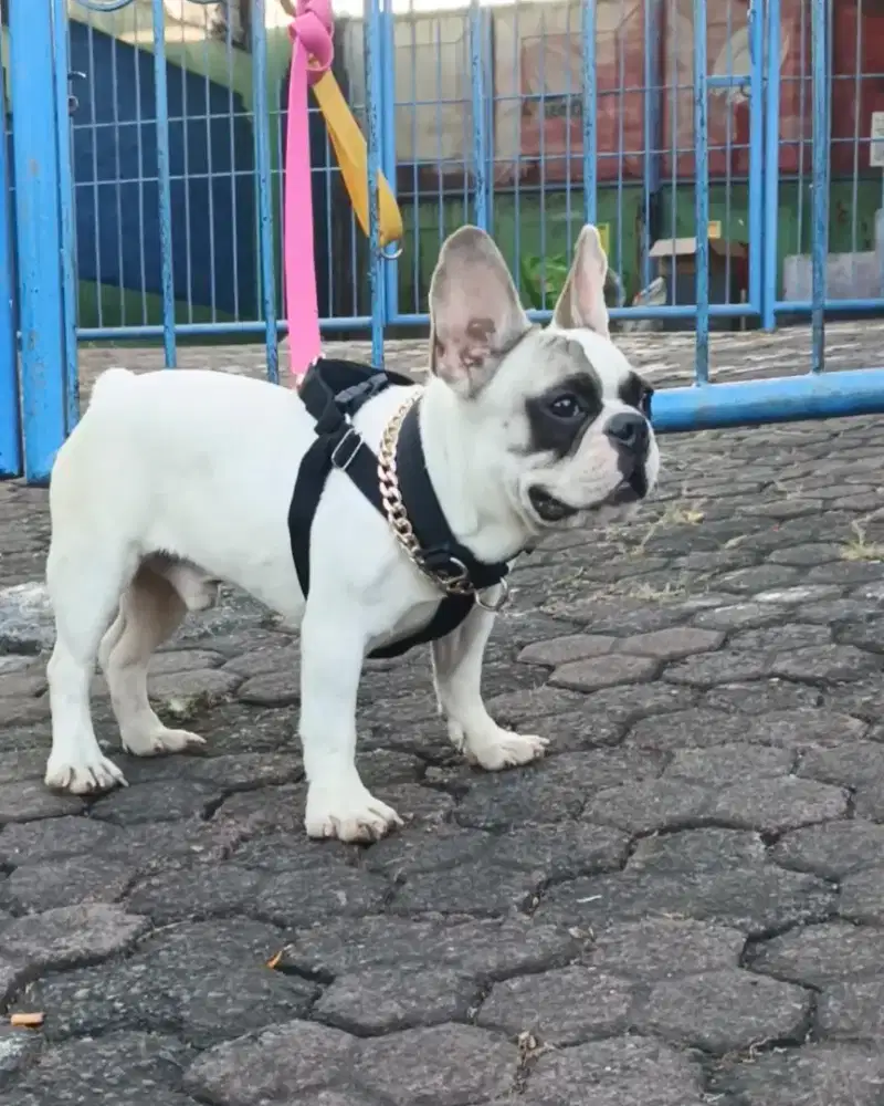 French Bulldog jantan 8 bulan stambum mulus dan bersih