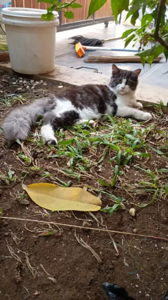 Kucing Persia Medium