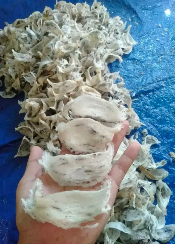 Sarang Burung Walet