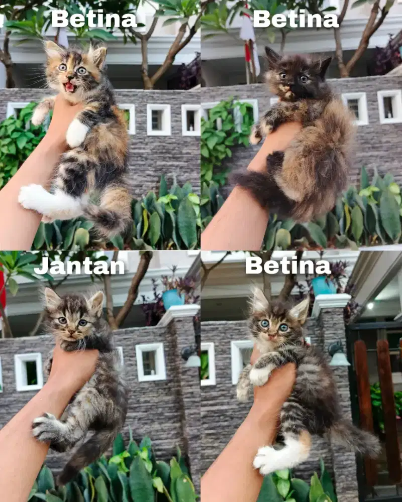 Kitten persia lucu lucu murahh aja