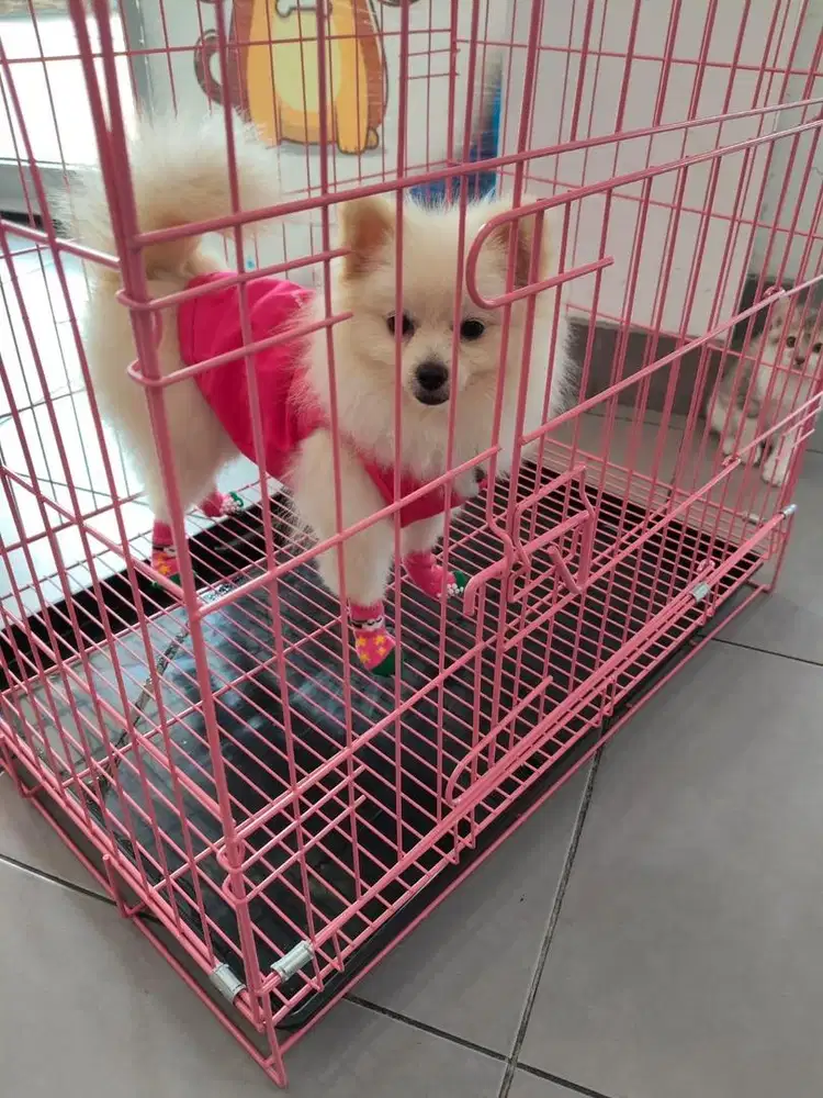 German spitz Pomeranian
