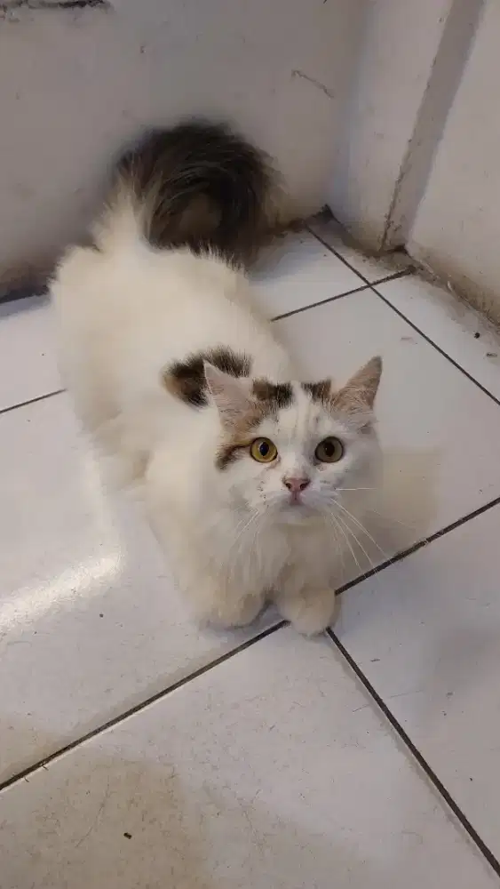 Lepas Adopsi kucing