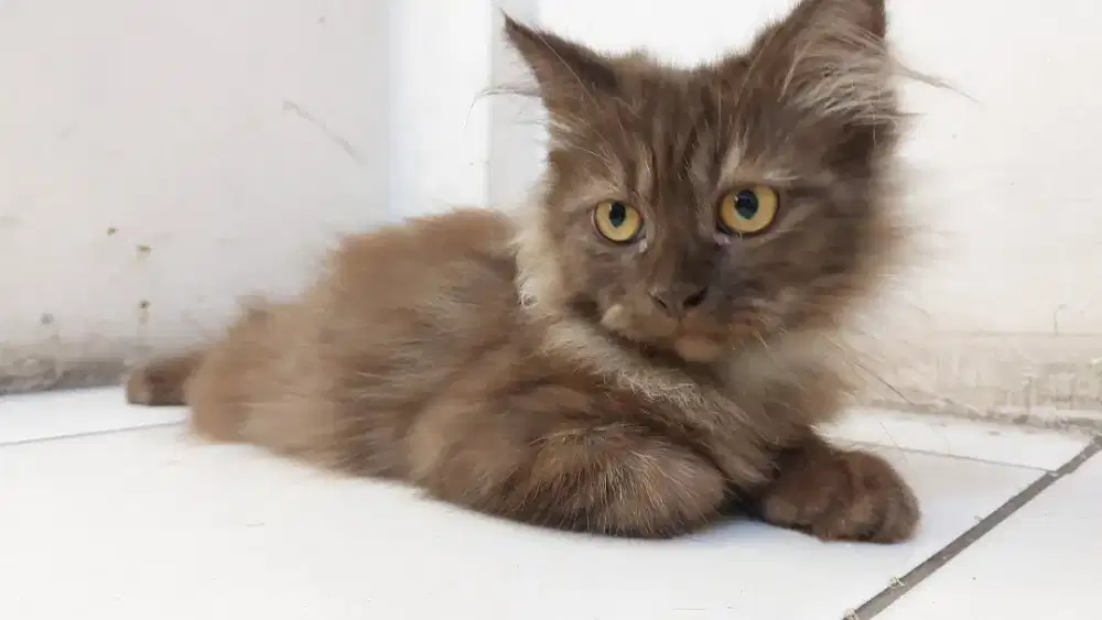 Lepas Adopsi kucing