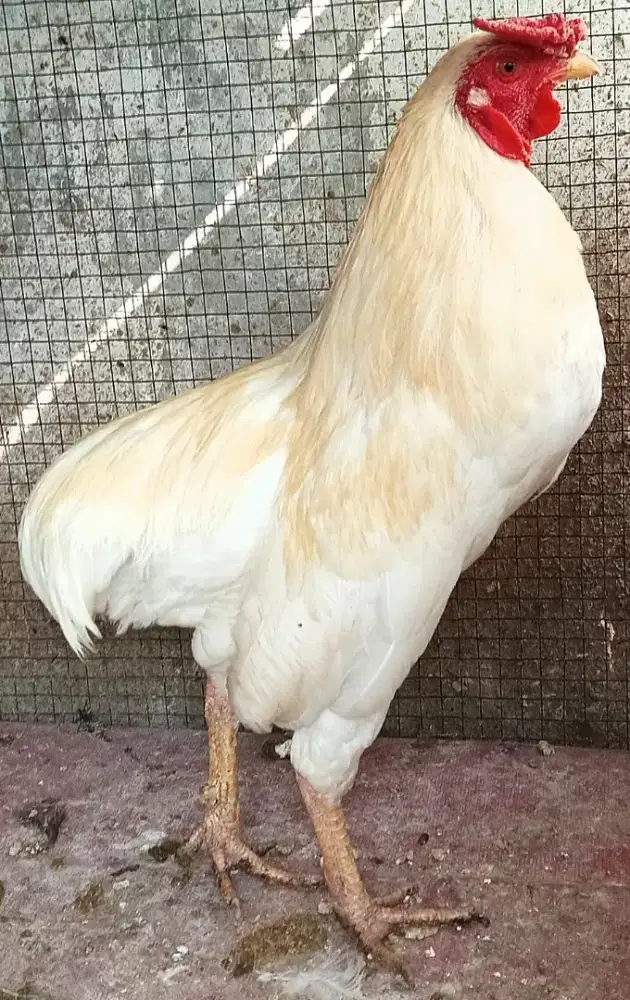 Ayam tukung putih sepasang