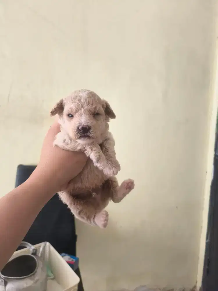 anjing poodle jntn sebulann