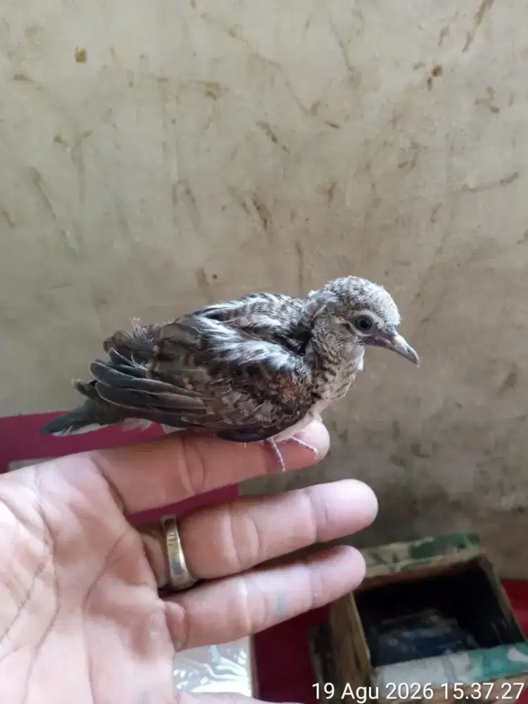 anakan burung perkutut sudah mandiri