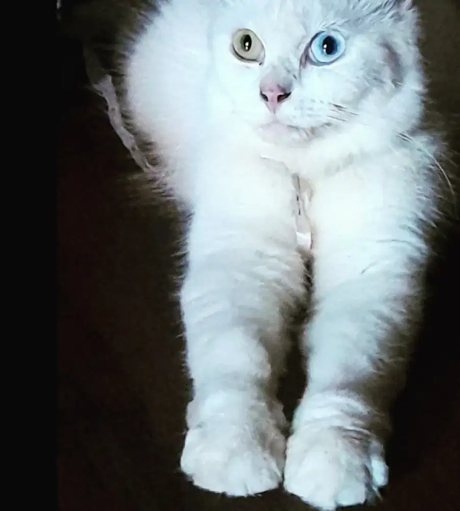 Lepas adopsi persia odd eye