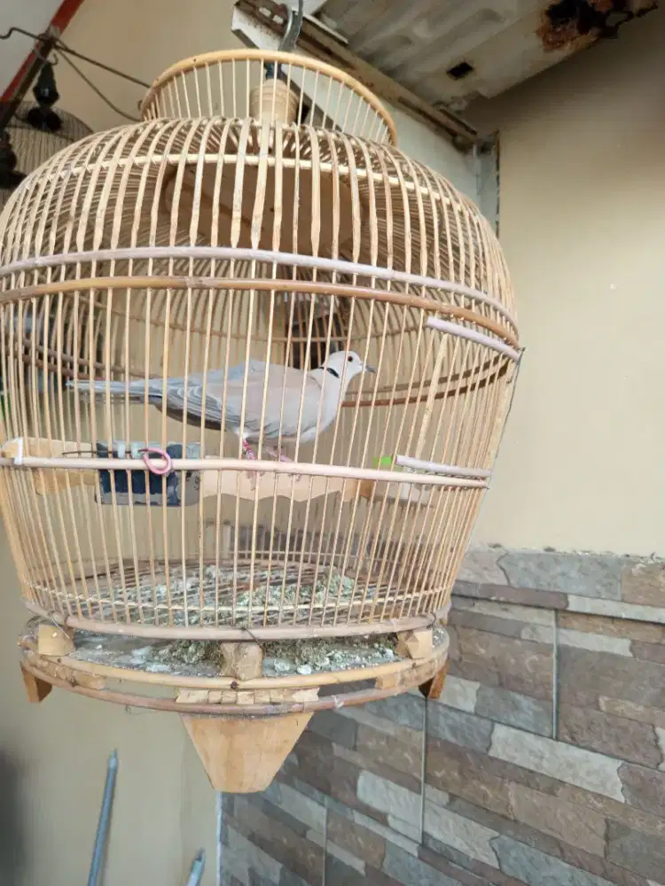 Burung Puter pelung