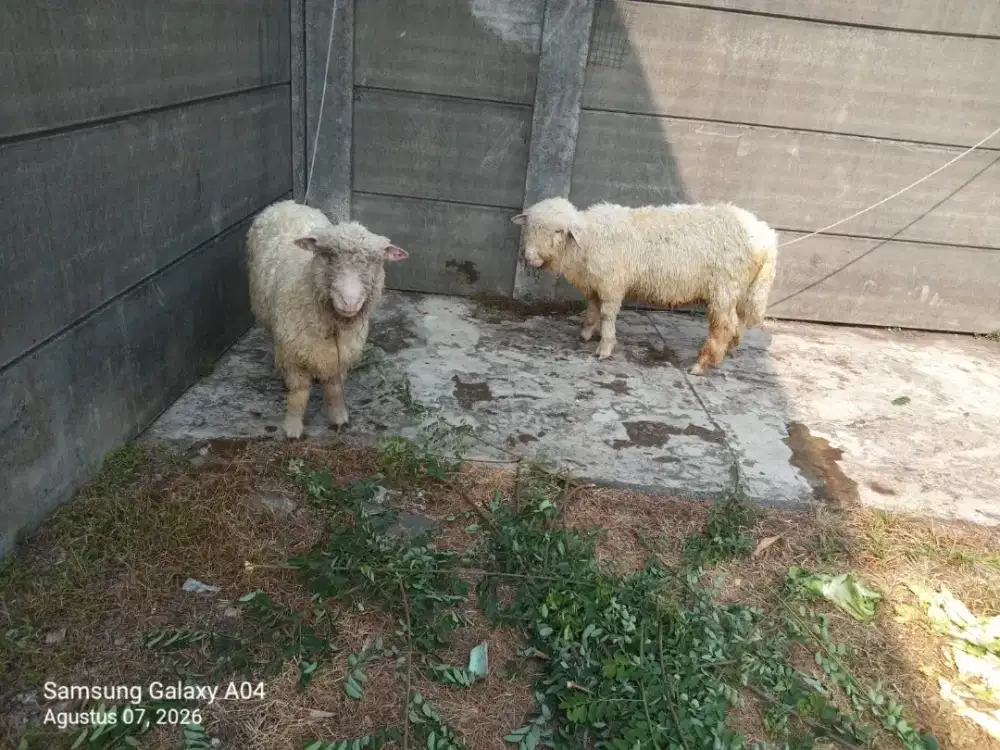 Domba Merino sehat dan jinak 1 pasang