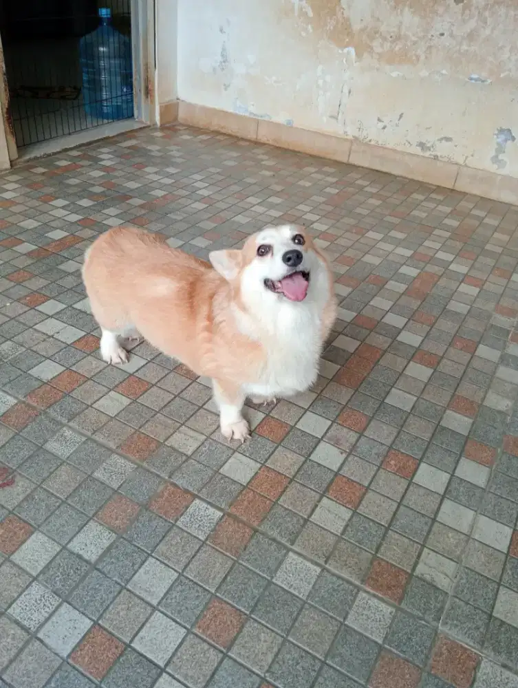 2 ekor indukan corgi hanya 4,5 jt