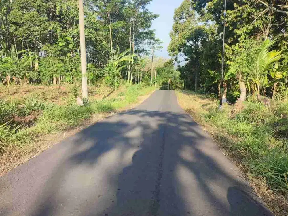Dijual tanah pertanian 35ha di Jember
