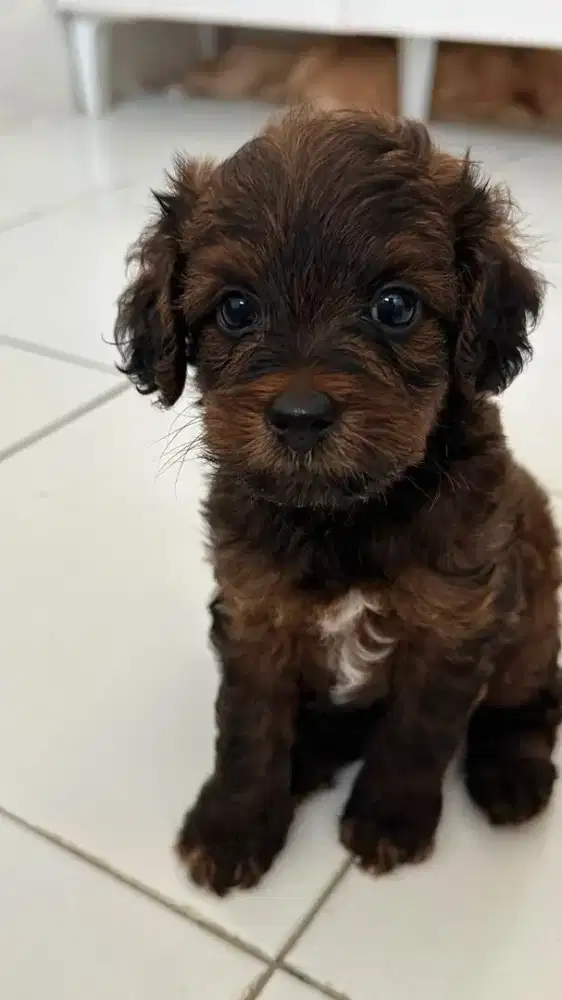 maltipoo unik lucu