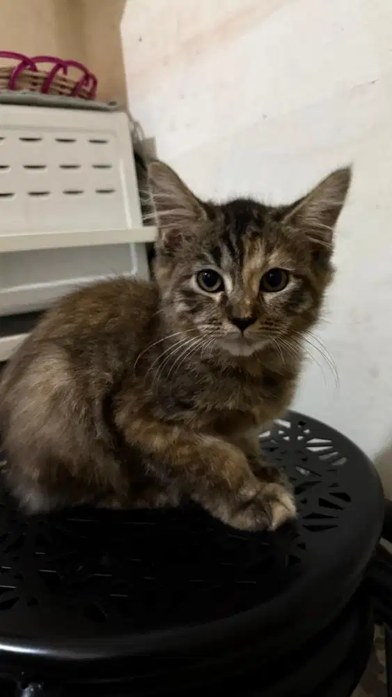 Kucing Lucu Lincah