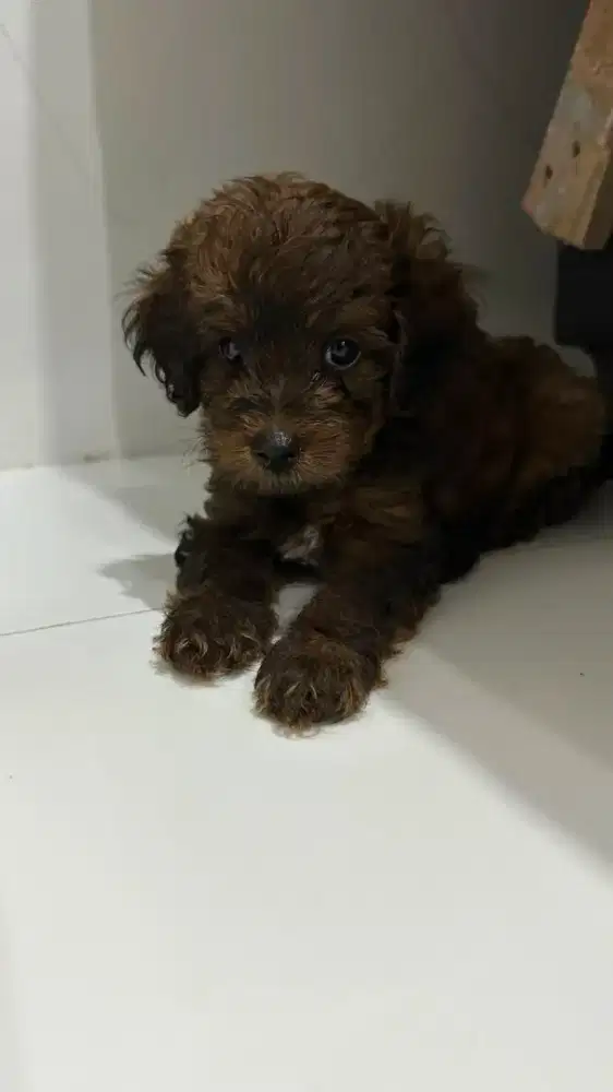 Maltipoo lucu unik