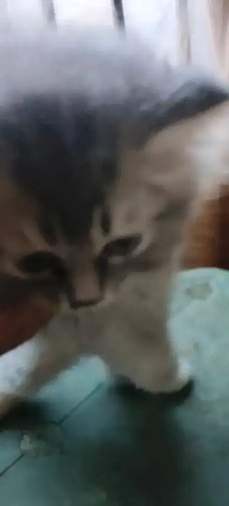 Adop kitten 3 bulan