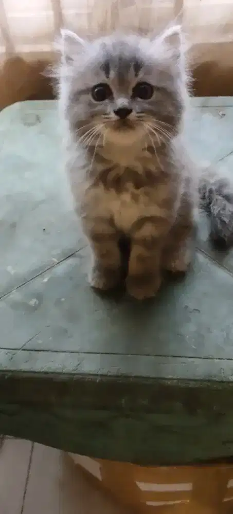 Adop kiten 3 bulan