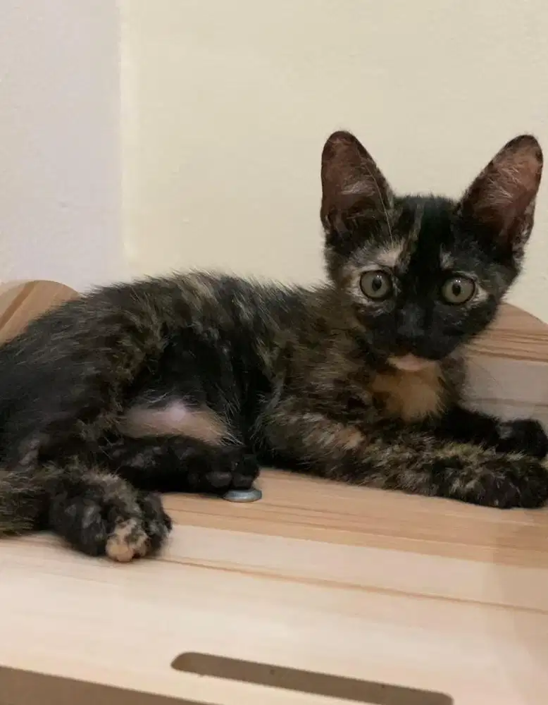 Adopsi kucing domestic