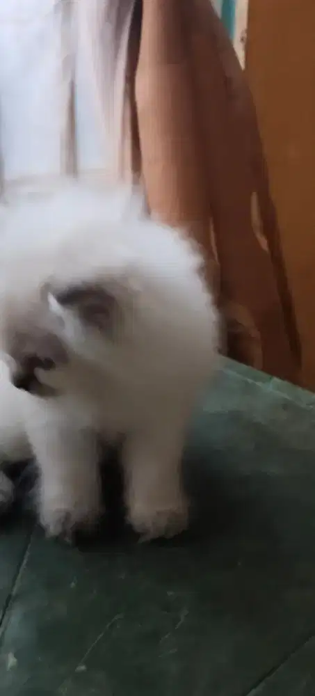 Adop kitten 3 bulan