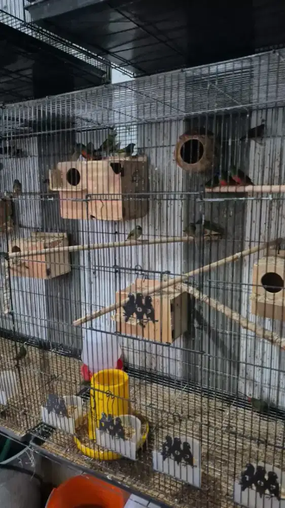 Tricolor Finch / Pipit 3 Warna / Pipit Bondol Hijau