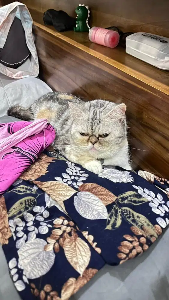 Lepas adopsi kucing exotic short hair