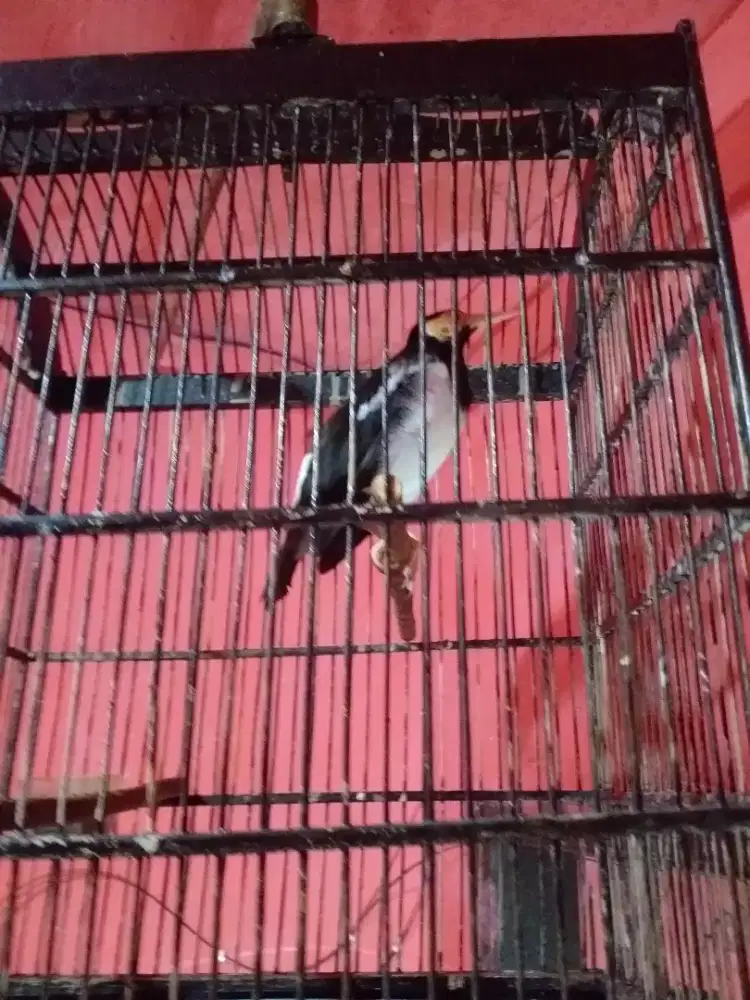 Jalak suren jawa gacor ngoceh