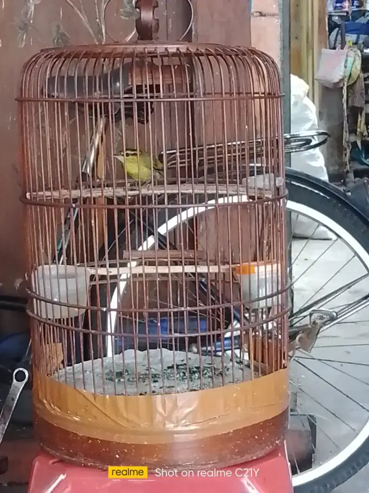 Blereng rajin bunyi