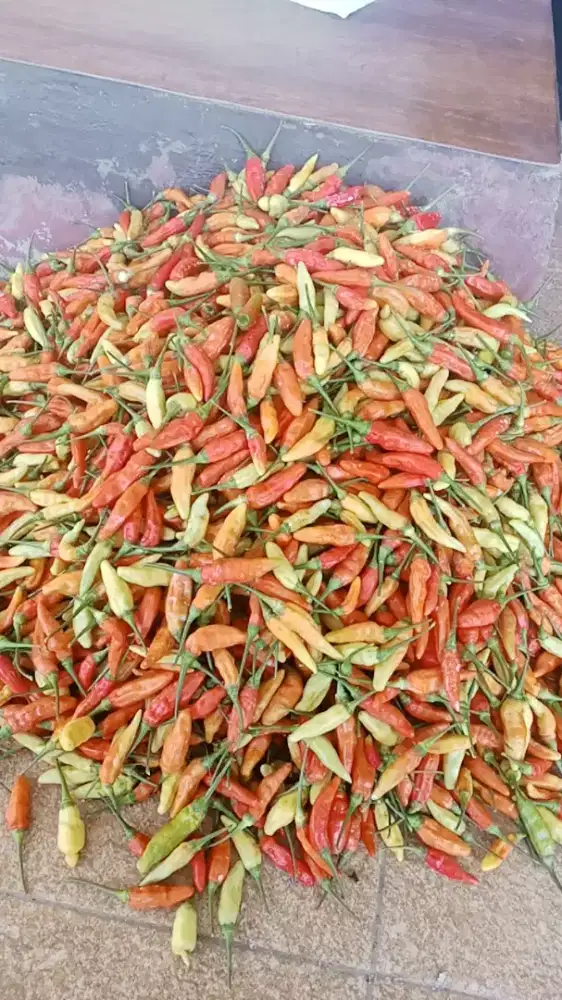 Cabe rawit pedas