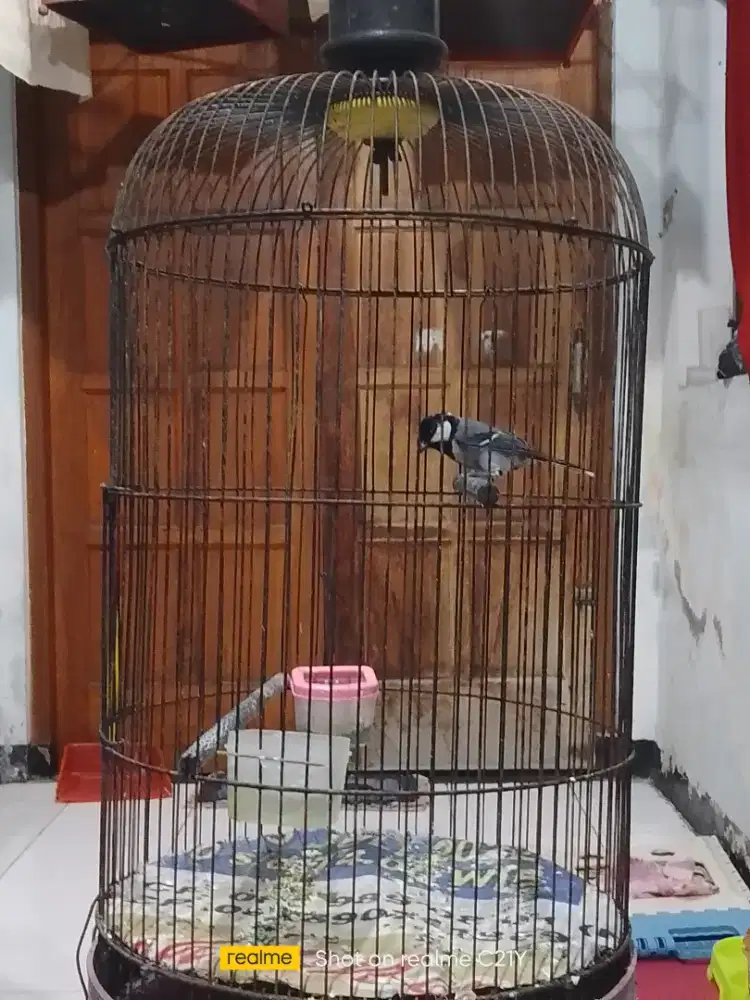 Glatik rajin bunyi