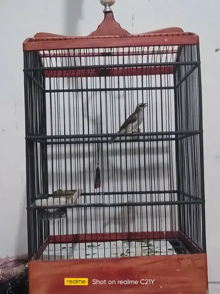 Trotokan rajin bunyi