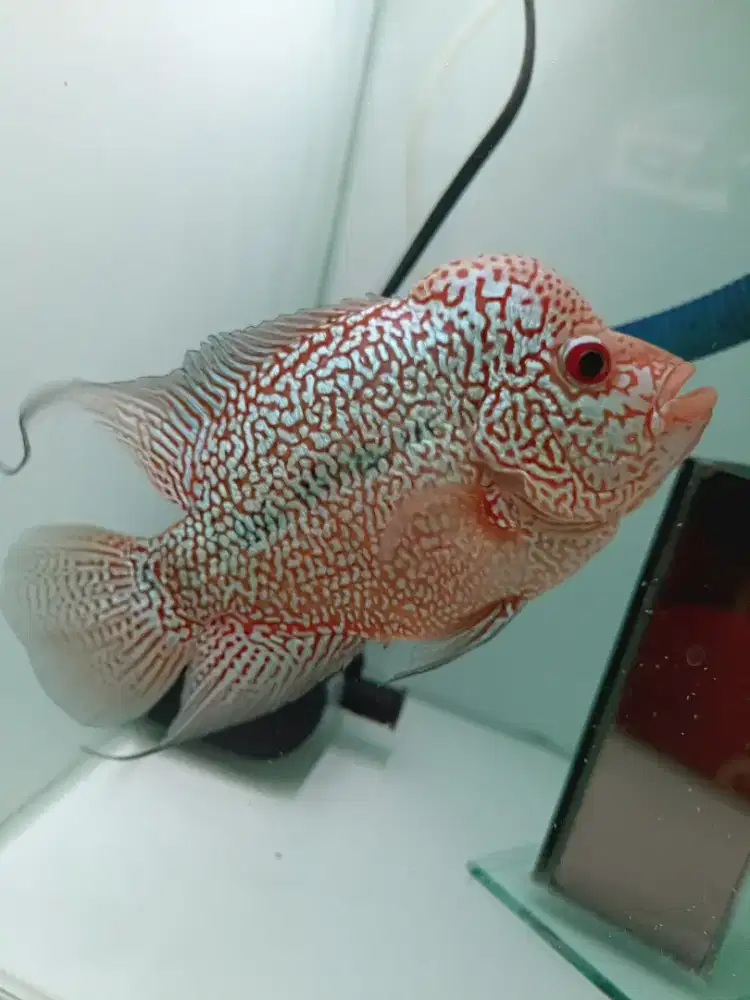 Ikan louhan Cencu