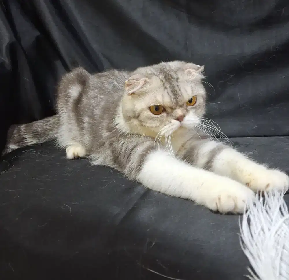 Kucing scottish fold