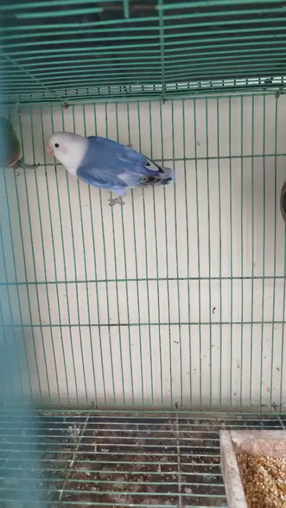 Dijual santai lovebird dewasa warna biru