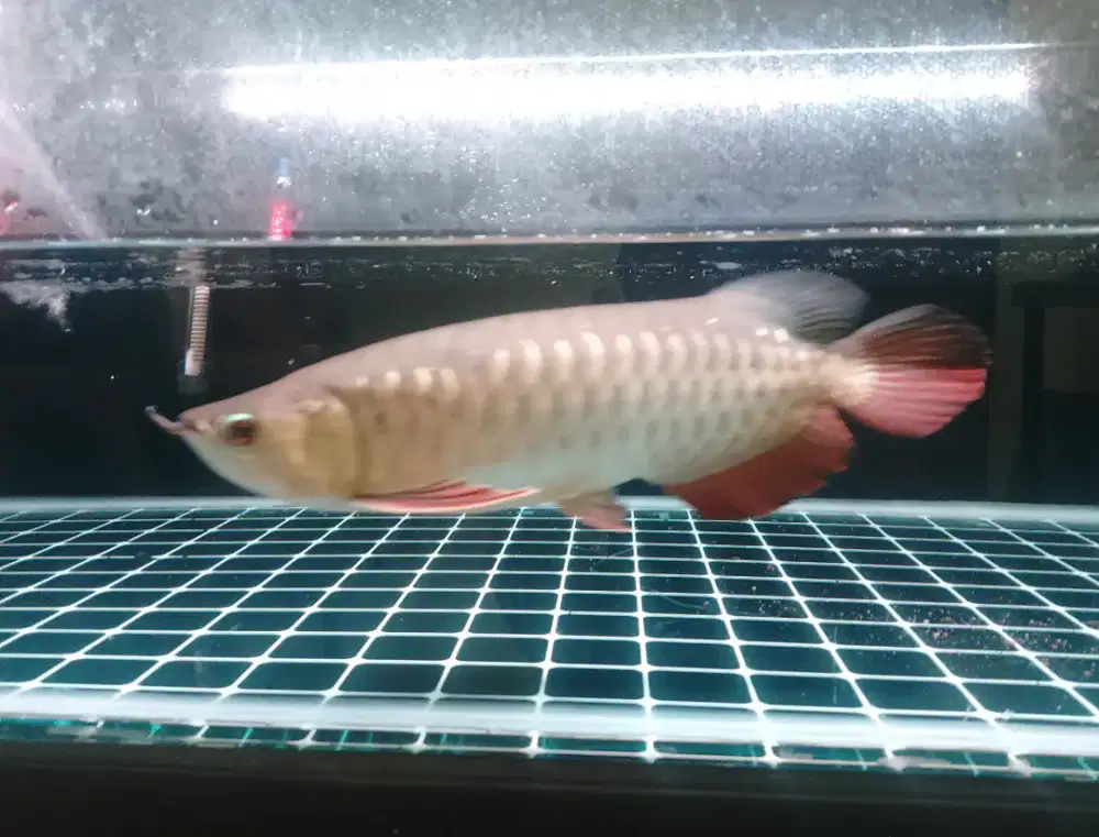 Arwana Golden HB