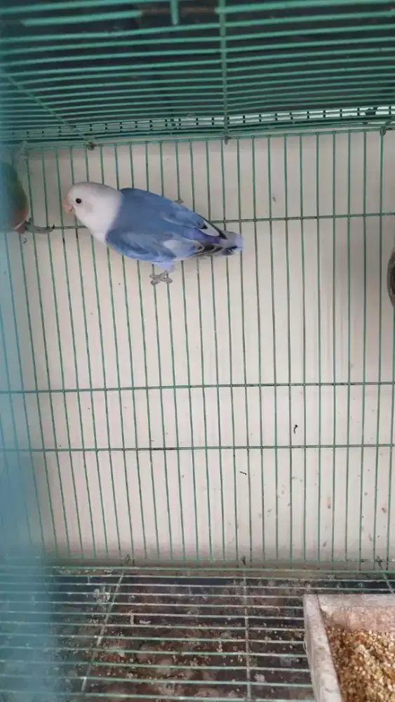 Dijual santai lovebird dewasa warna biru