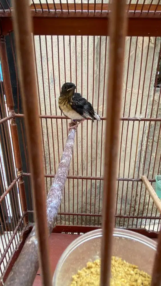 Murai Batu Nias x blorok