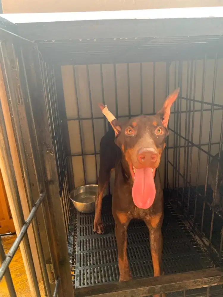 Dijual anjing doberman betina 8bulan