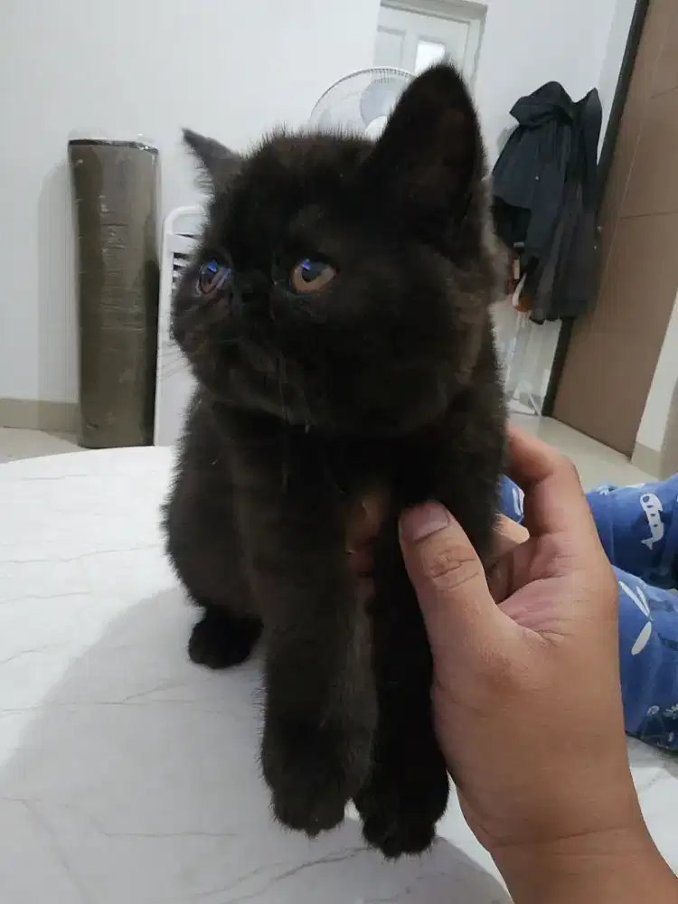 Kucing Exo Exotic Short Hair Female 3 Bulanan