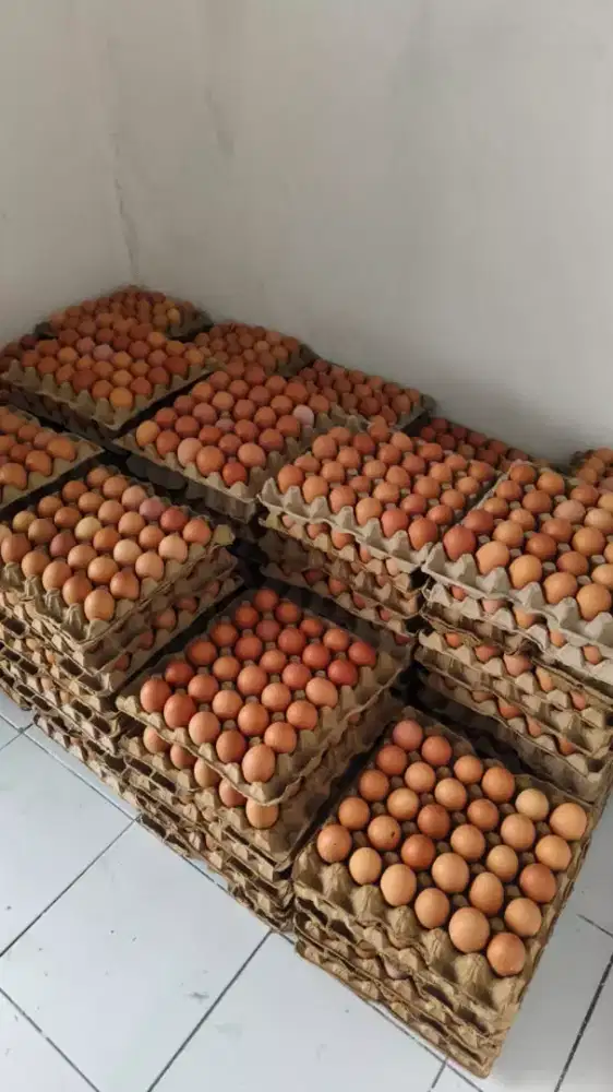 Telur murah silakan order