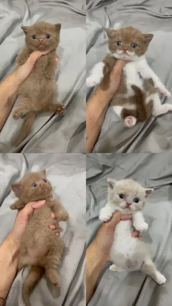 Open Booking BSH Munchkin Cinnamon Betina Jantan Fawn Bicolor