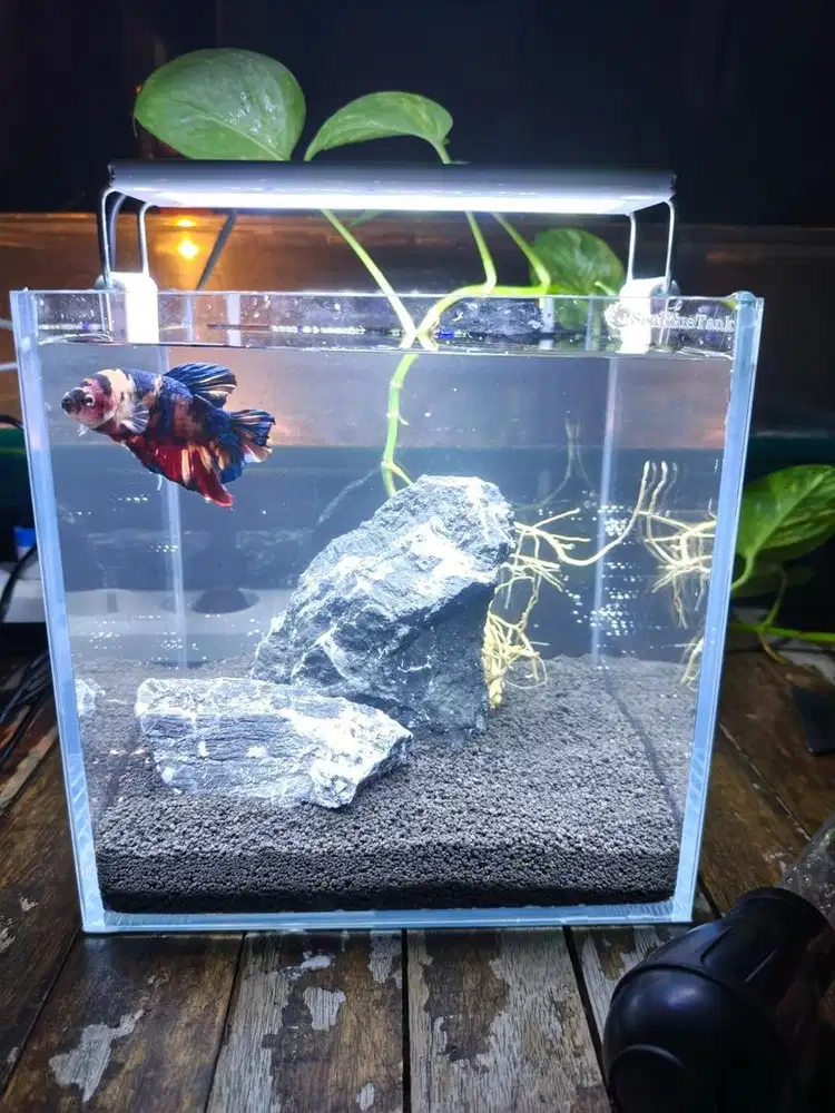 Aquarium 20x20x20 sea blue tank