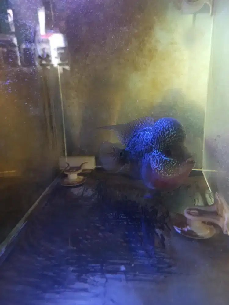 Louhan 5 ekor borongan murah + aquarium 80cm
