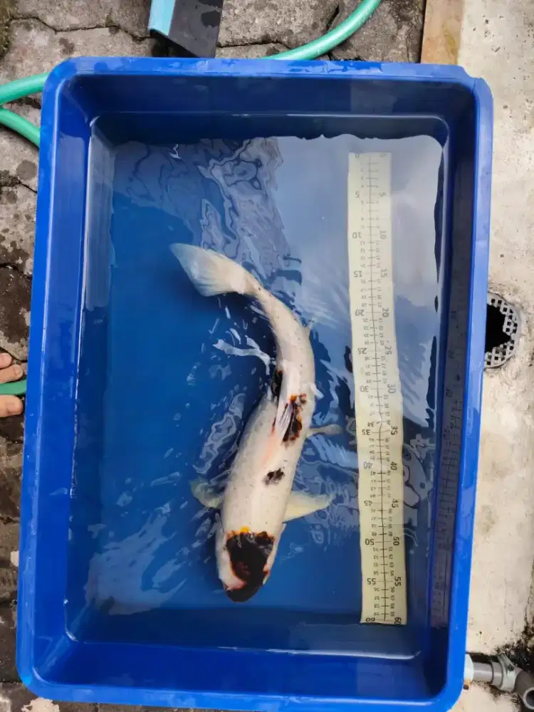 Ikan Koi ukuran bagus