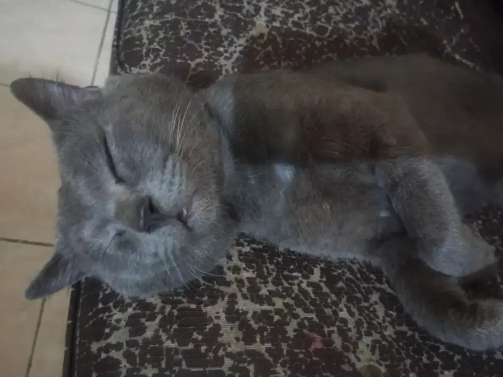 Kucing Abu2 Jantan