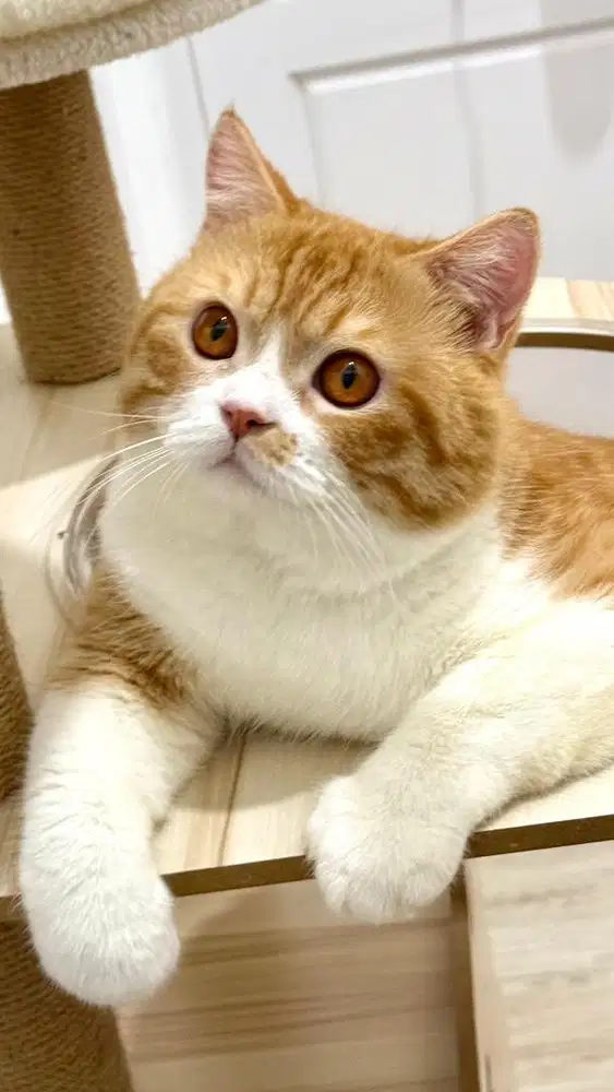 Bsh red tabby makarel