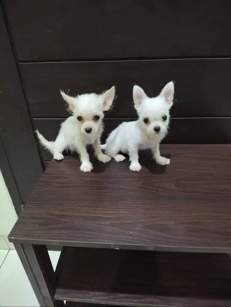 Jual Anakan Chihuahua Campuran Jantan